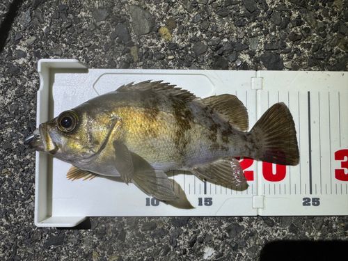メバルの釣果