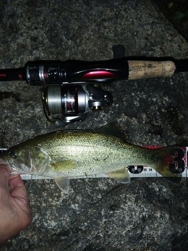 ラージマウスバスの釣果
