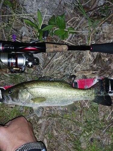 ラージマウスバスの釣果