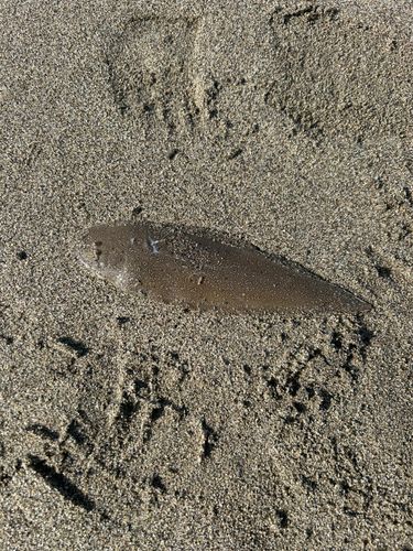 シタビラメの釣果