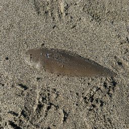 シタビラメ