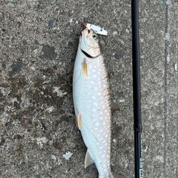 アメマス