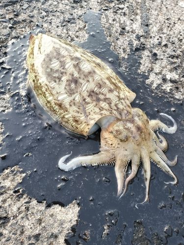 コウイカの釣果