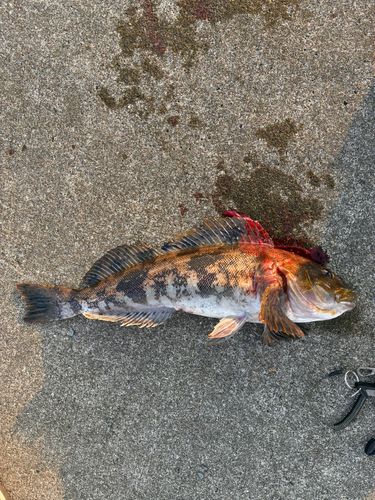アイナメの釣果