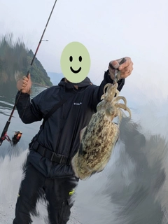 コウイカの釣果
