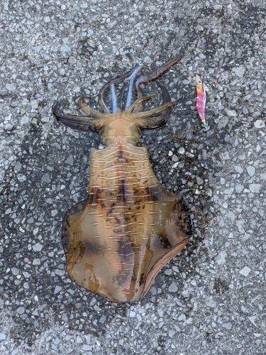 アオリイカの釣果