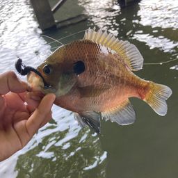 ブルーギル