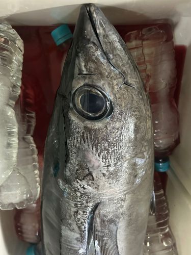 ビンチョウマグロの釣果