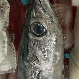 ビンチョウマグロ