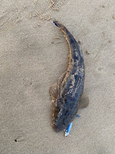 マゴチの釣果