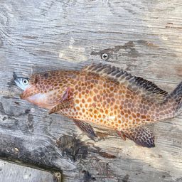 オオモンハタ