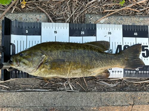 スモールマウスバスの釣果
