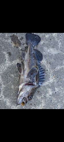クロソイの釣果