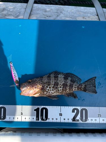 オオモンハタの釣果