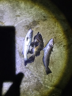 アイナメの釣果