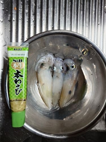 ヤリイカの釣果
