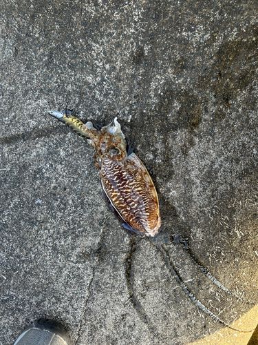 コウイカの釣果