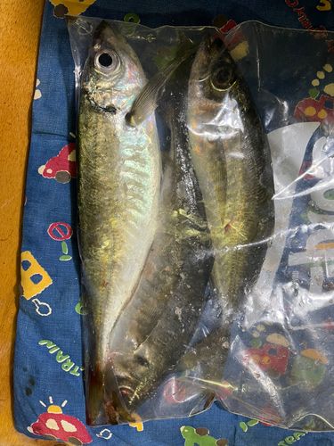 マアジの釣果