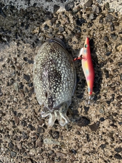 シリヤケイカの釣果