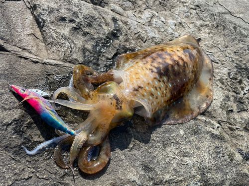 アオリイカの釣果