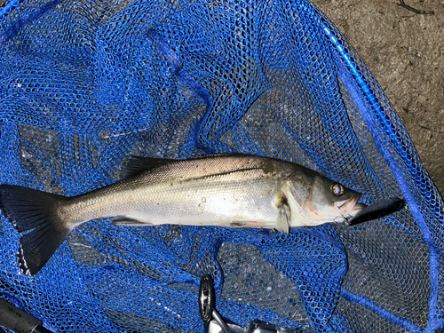 釣魚全紀錄| 🗓2022/7/17 地點📍：內湖區（基隆河） 魚種🐟：花