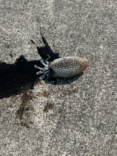モンゴウイカの釣果