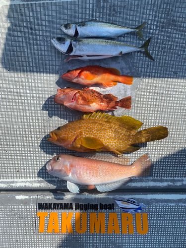アコウの釣果