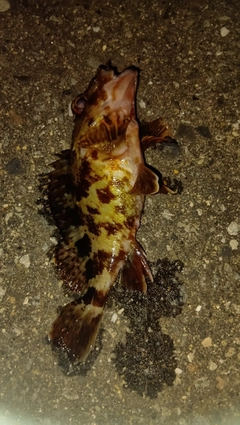 カサゴの釣果