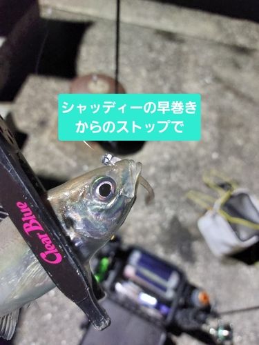 アジ