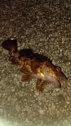 カサゴの釣果