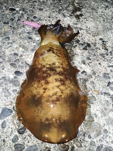 アオリイカの釣果