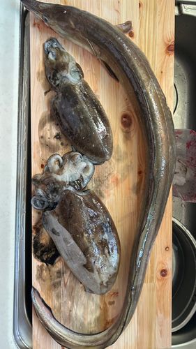 ハモの釣果