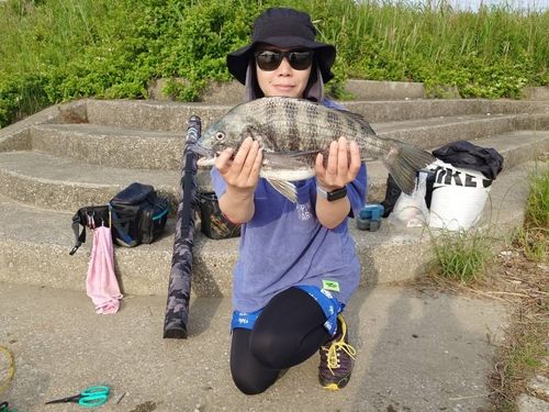 クロダイの釣果