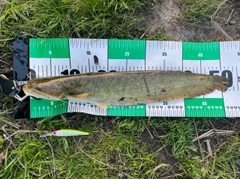 ナマズの釣果