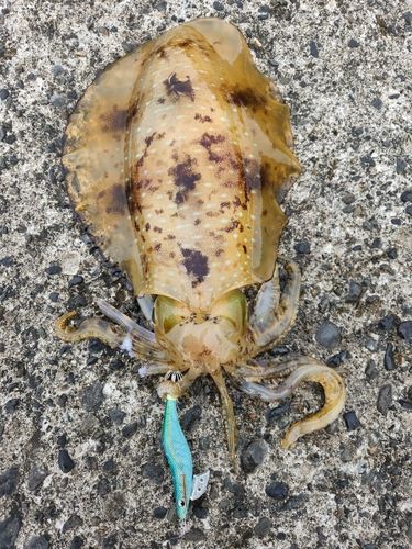 アオリイカの釣果