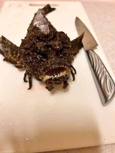 オニオコゼの釣果