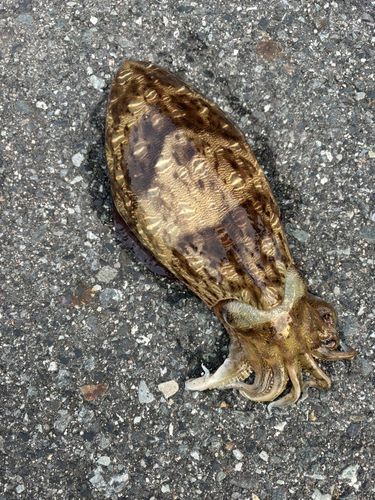 モンゴウイカの釣果