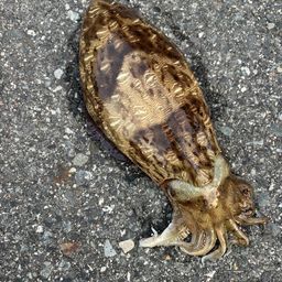 モンゴウイカ