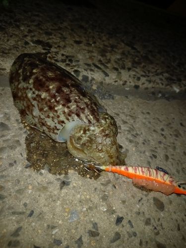 コウイカの釣果