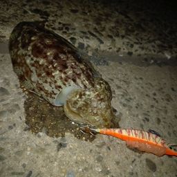 コウイカ