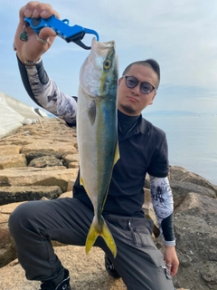 ハマチの釣果