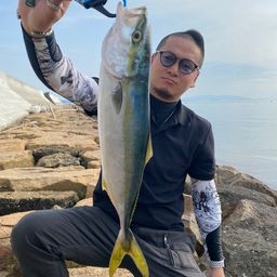 ハマチ