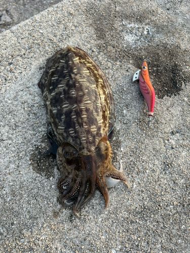 コウイカの釣果