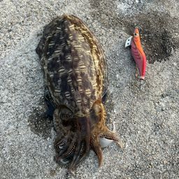 コウイカ