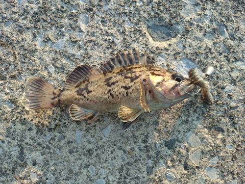 ムラソイの釣果