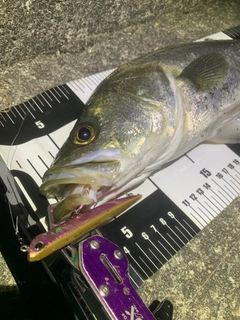 シーバスの釣果