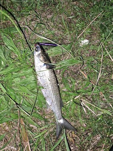 ボラの釣果