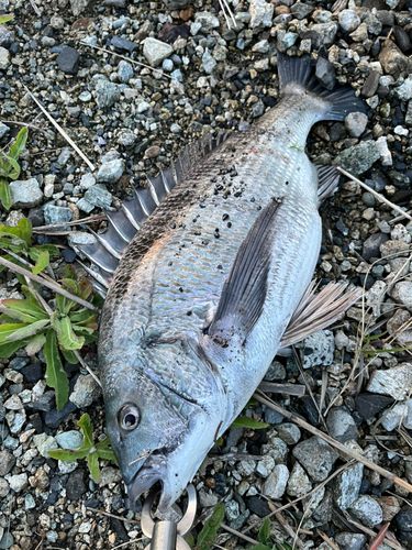 クロダイの釣果