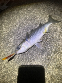 ボラの釣果