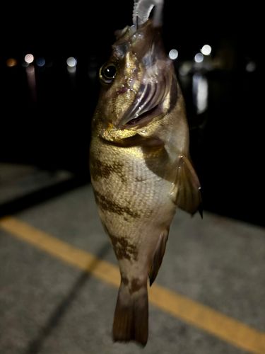 メバルの釣果